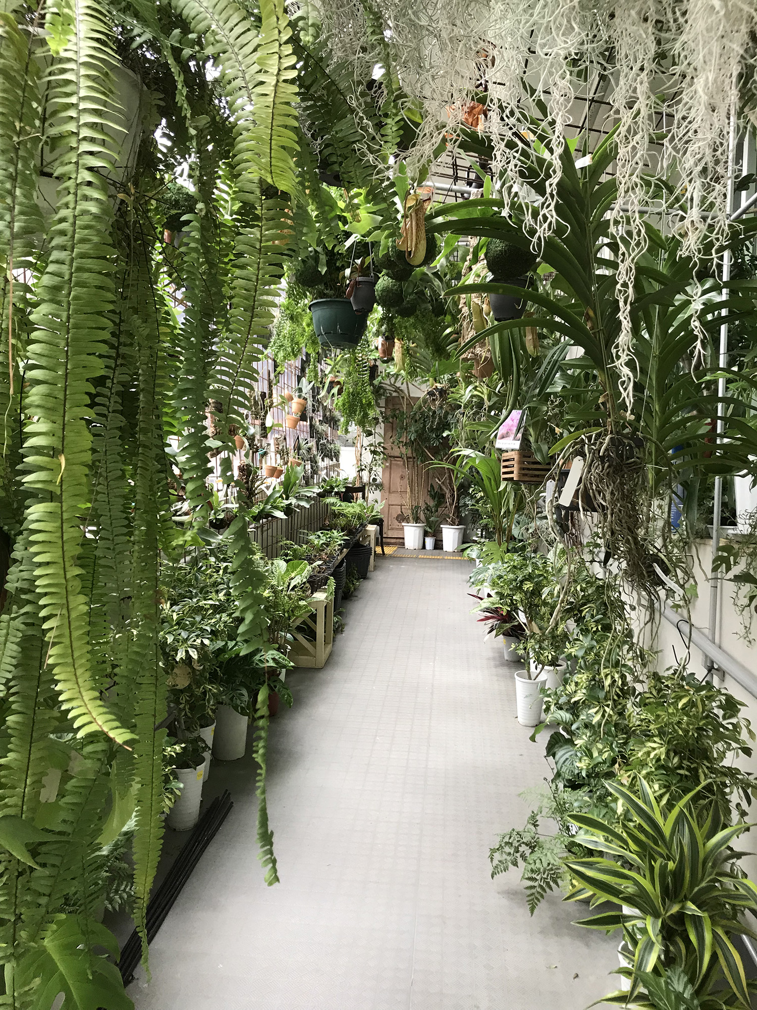 東京都内で観葉植物を買うならこのお店 の 予告編 インテリアコーディネーター三宅利佳のブログ