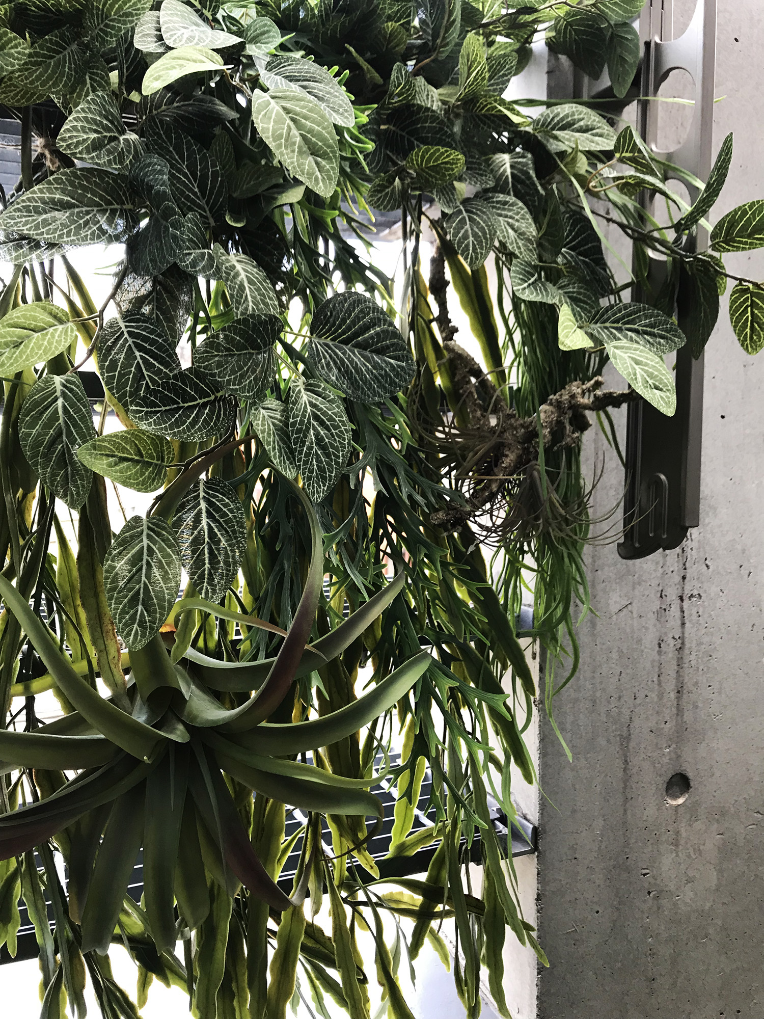 東京都内で観葉植物を買うならこのお店 のコラムを更新しました インテリアコーディネーター三宅利佳のブログ